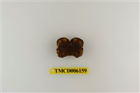 藏品(絨毛仿銀杏蟹)的圖片